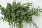 Niederer Zwergwacholder Juniperus Nana immergrün und winterhart