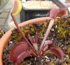 Semi (10) di Dionaea muscipula 'Clayton's volcanic red'