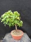 Bonsai Liquidambar 