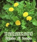 400 SEMI DI TARASSACO O DENTE DI LEONETaraxacum officinalis Dandelion seeds+ 