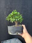 Bonsai Piracanta 