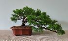 Bonsai di Ginepro chinensis var. itoigawa H. 16 - L. 42