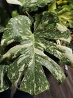 MP 1711W Monstera Thai Constellation Greenplants Seeds Zaden Samen Stück 2