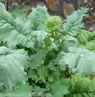 1000SEMI DI CIMA DI RAPA  SESSANTINA  A TESTA GROSSA - SEMI  ORTAGGI VERDURA