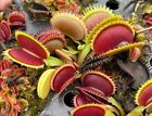 Semi (10) di Dionaea muscipula 'Brutal shark'