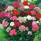 200 semini  mix di fiori "Dianthus Barbatus + omaggio 