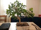 Ficus tiger Bark Bonsai SEHR GROß