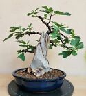 Bonsai di Fico (Ficus carica) H. 34