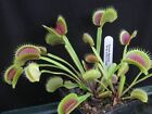 Semi (10) di Dionaea muscipula 'Hybrid A-Fico d'india'