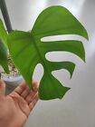 Monstera Sierrana Hawaii Form No Variegata Philodendron Variegated 