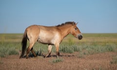 A stocky beige-coloured horse with an erect mane standing on a open grassy plain