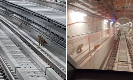 Intruder alert! Curious foxes break into the Melbourne metro tunnel – video