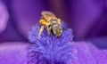 A sweat bee in an iris flower.