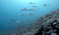 Dozens of sharks swimming away from a reef