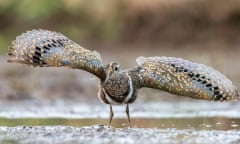 An Australian painted-snipe