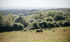 3O0A9525 - rewilded part of farm with horses First lynx to arrive on a UK rewilding project: Derek Gow's farm in Upcott Grange, Devon, UK.