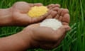 A scientist shows "Golden Rice" and ordinary rice at the laboratory of the International Rice Research Institute in Los Banos<br>A scientist shows "Golden Rice" (L) and ordinary rice at the laboratory of the International Rice Research Institute in Los Banos, Laguna south of Manila, August 14, 2013. Bruce Tolentino, Deputy Director of the International Rice Research Institute, said his team has been perfecting their decades-old research on “Golden Rice”, which consists of genetically-modified rice grains infused with beta-carotene, a chemical substance responsible in producing Vitamin A in the body. He also said,“ In a Vitamin A-enriched rice, what the scientists did was to select three genes out of roughly 30,000 genes in a rice plant. REUTERS/Erik De Castro (PHILIPPINES - Tags: FOOD AGRICULTURE BUSINESS)