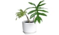 Philodendron Mayoi in white ceramic pot