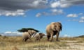In this undated photo, an African elephant matriarch leads her calf away from danger in northern Kenya. A new study in Nature Ecology &amp; Evolution demonstrates that elephants respond to individual names, one of the few animal species known to do so. (George Wittemyer via AP)