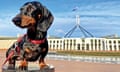 Schnitzel the sausage dog surveys the scene in front of Parliament House in Canberra