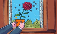 Illustration shows bees zooming in on a red rose being held out of a window