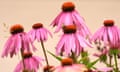 A bumblebee collects pollen from a flower