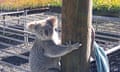 Claude was caught eating 4,050 food tree seedlings at Eastern Forest Nursery near Lismore in 2023