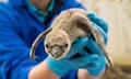 A Chester zoo employee in blue scrubs hold one of the recently hatched Humboldt penguins.