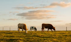 Grazing cows on the path at the top of the Downs. Firle, Lewes, East Sussex, UK. 5th January 2022.