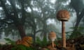 Parasol mushrooms in southern Spain