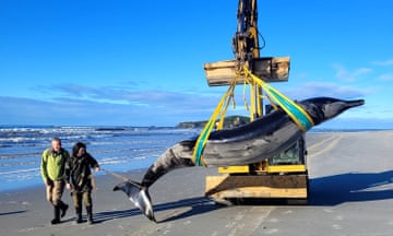 A beaked whale is hoisted into the air by a bulldozer-type vehicle as two people stand alongside. The one nearest is holding a rope tied just above the whale's tail fins