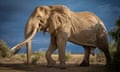 One of the largest elephant in in the world. Craig the super tusker just outside Amboseli national park in Kenya.