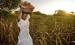 Loyce Ikeba harvests sorghum from a field in Katine  