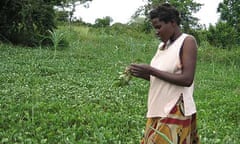 Katine farmer Judith Obote, Milton Obote's wife, in her garden checking whether her groundnuts have started maturing