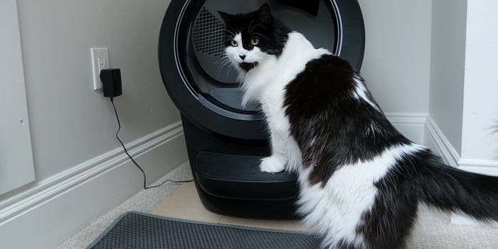 A longhaired black and white cat stands on the step of the Litter Robot 4.