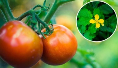 Zrób ekologiczny nawóz z roślin. Wspomoże wzrost pomidorów i przepędzi szkodniki