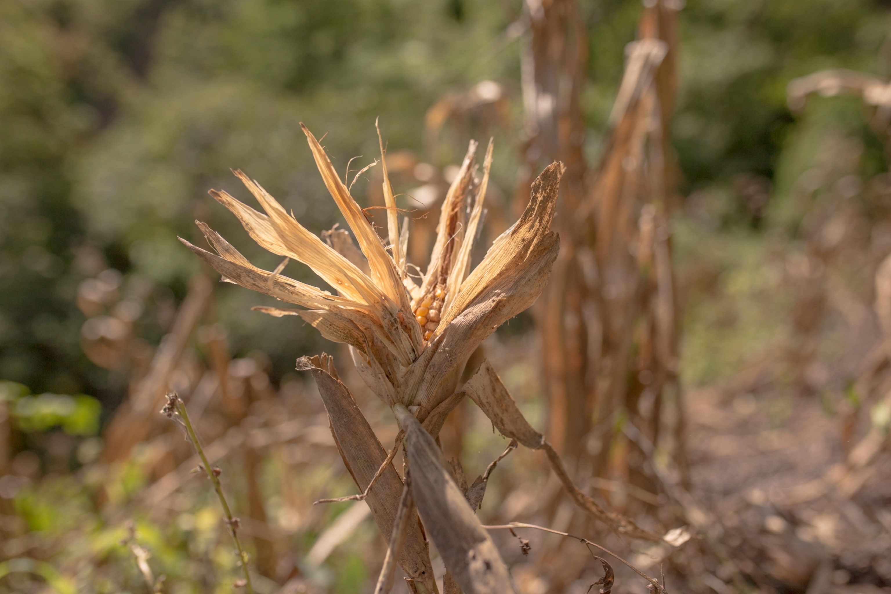 corn affected by drought