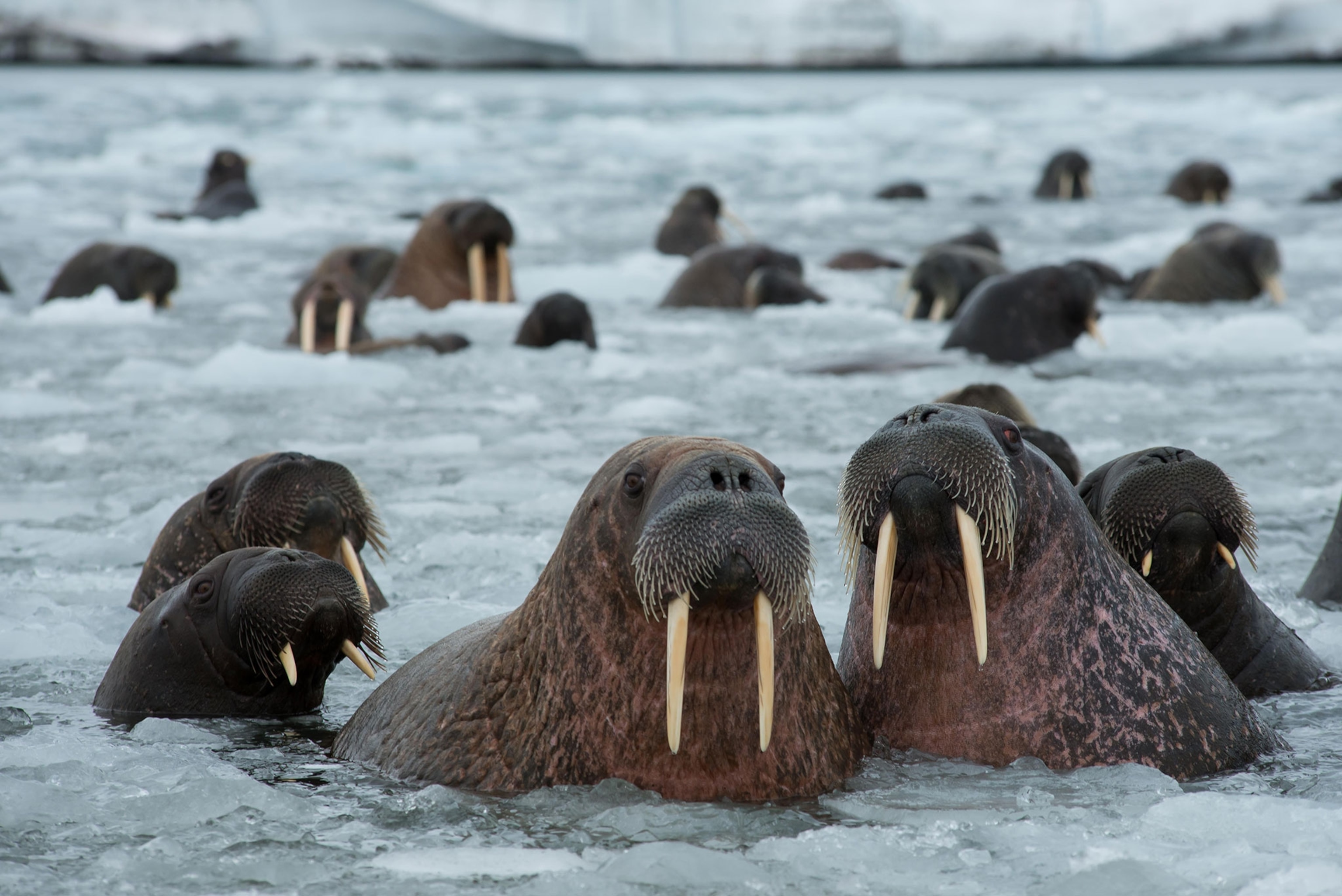 a group of walruses