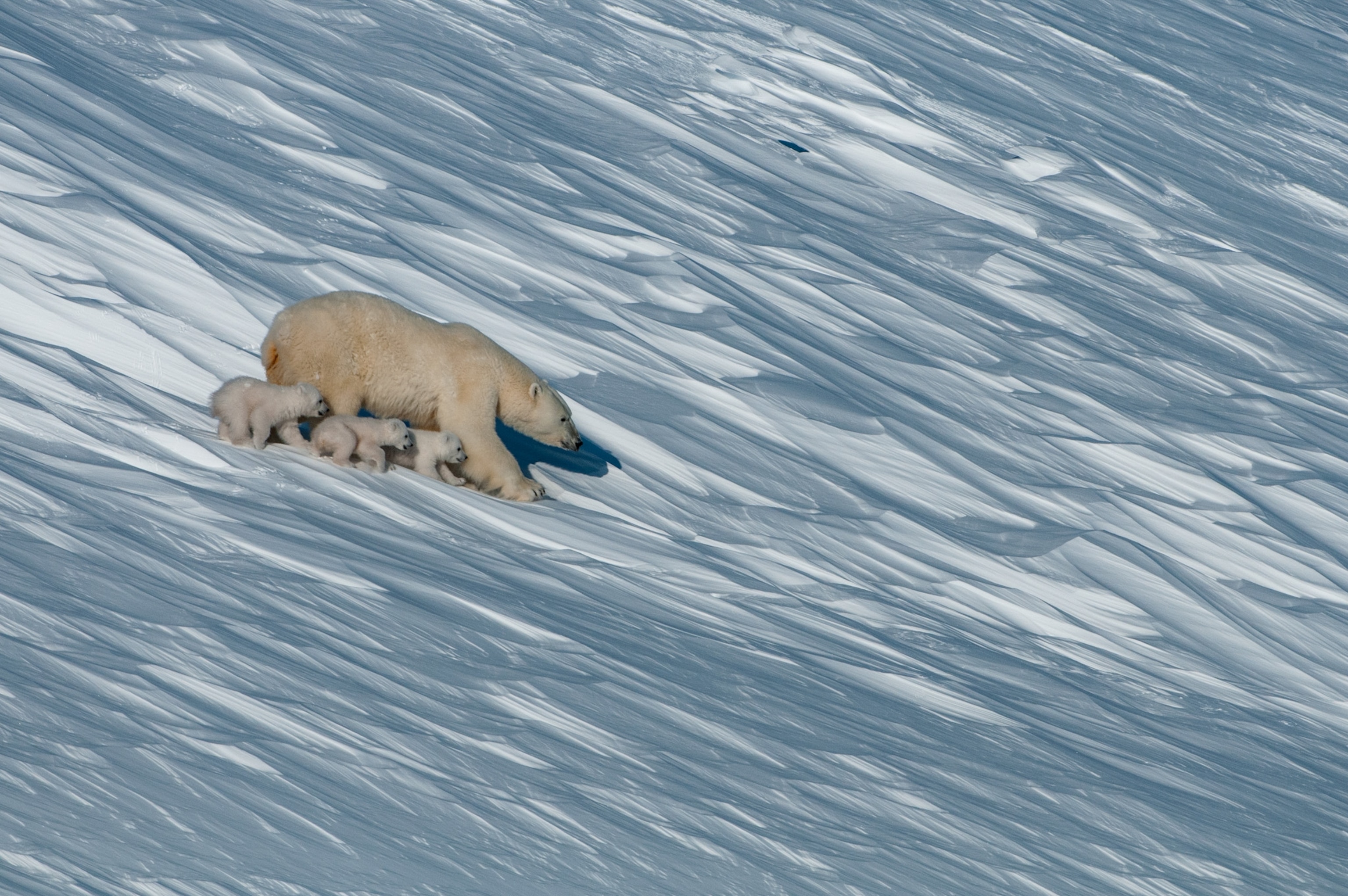 polar bears, Wrangel Island