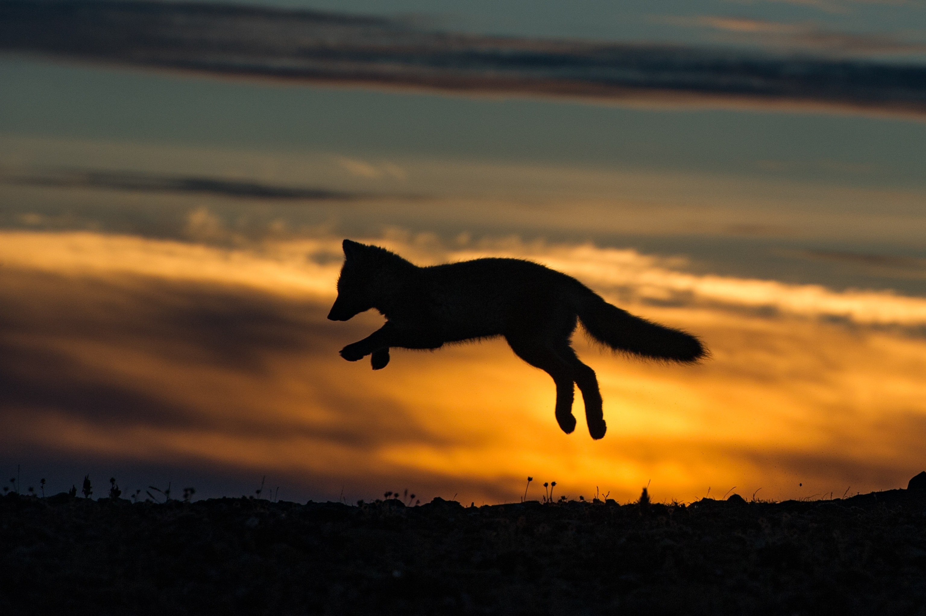 an arctic fox at sunset, Russia