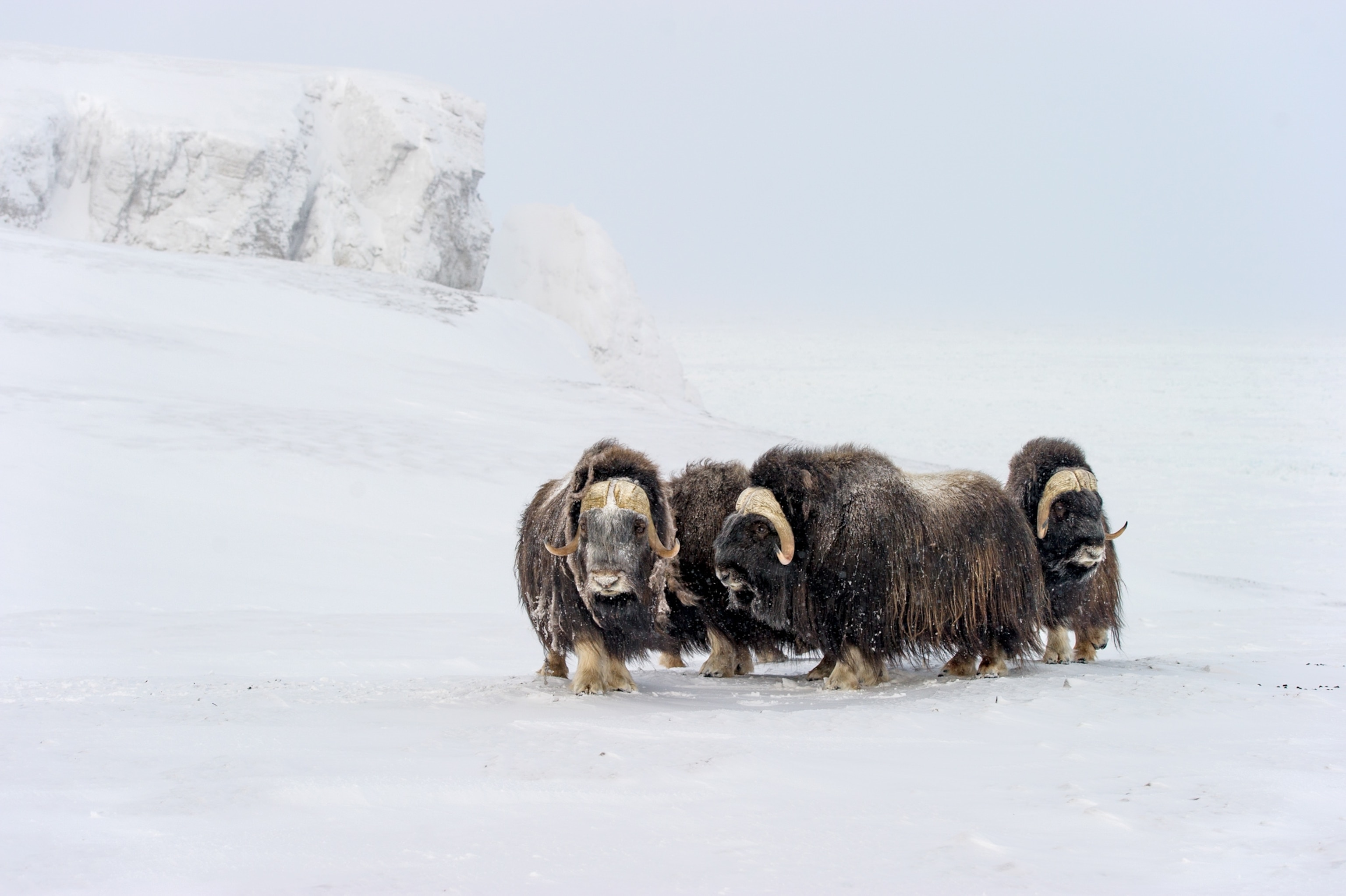 Musk oxen in March. Russia