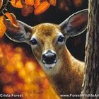 Crista Forest Wildlife Art