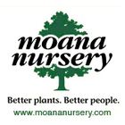 Moana Nursery