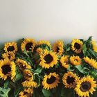 sunflower_