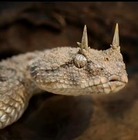 🔥 A desert horned viper (Cerastes cerastes)🔥🔥 : NatureIsFuckingLit