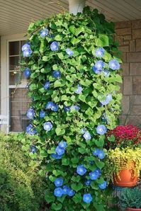 Name: Morning Glory Seeds Quantities: 50 Mix Colors Very easy to grow! any question, please contact me!