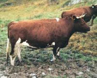 ringamala cattle, about ringamala cattle, ringamala cattle breed, ringamala cattle breed facts, ringamala cattle breed info, ringamala cattle care, caring ringamala cattle, ringamala cattle color, ringamala cattle characteristics, ringamala cattle coat color, ringamala cattle facts, ringamala cattle for milk, ringamala cattle history, ringamala cattle info, ringamala cattle images, ringamala cattle milk, ringamala cattle origin, ringamala cattle photos, ringamala cattle pictures, ringamala ...