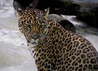 Liuzhou Zoo - Indochinese leopard - ZooChat