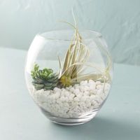 Terrariums + Terrarium Supplies | Glass Planters, Cloches, Hanging Terrariums + Potting Materials - Terrain