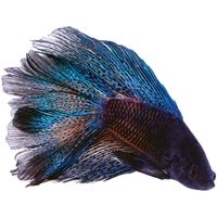 Order Male Black Orchid Bettas online with next day shipping! These freshwater fish are known best for their beautiful fins and color.